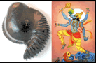 SHree Varaha Shaligram shilas Varaha Shaligram